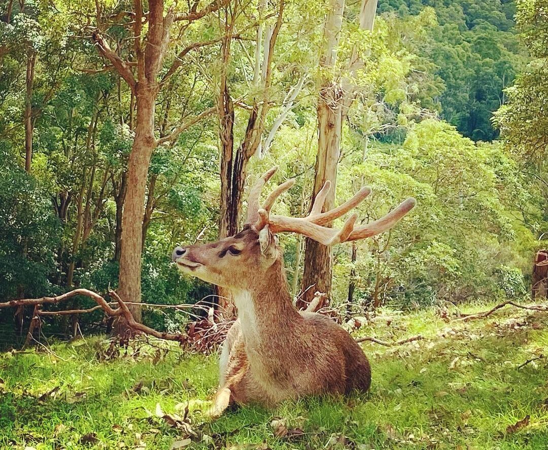 Brisbane animal experience