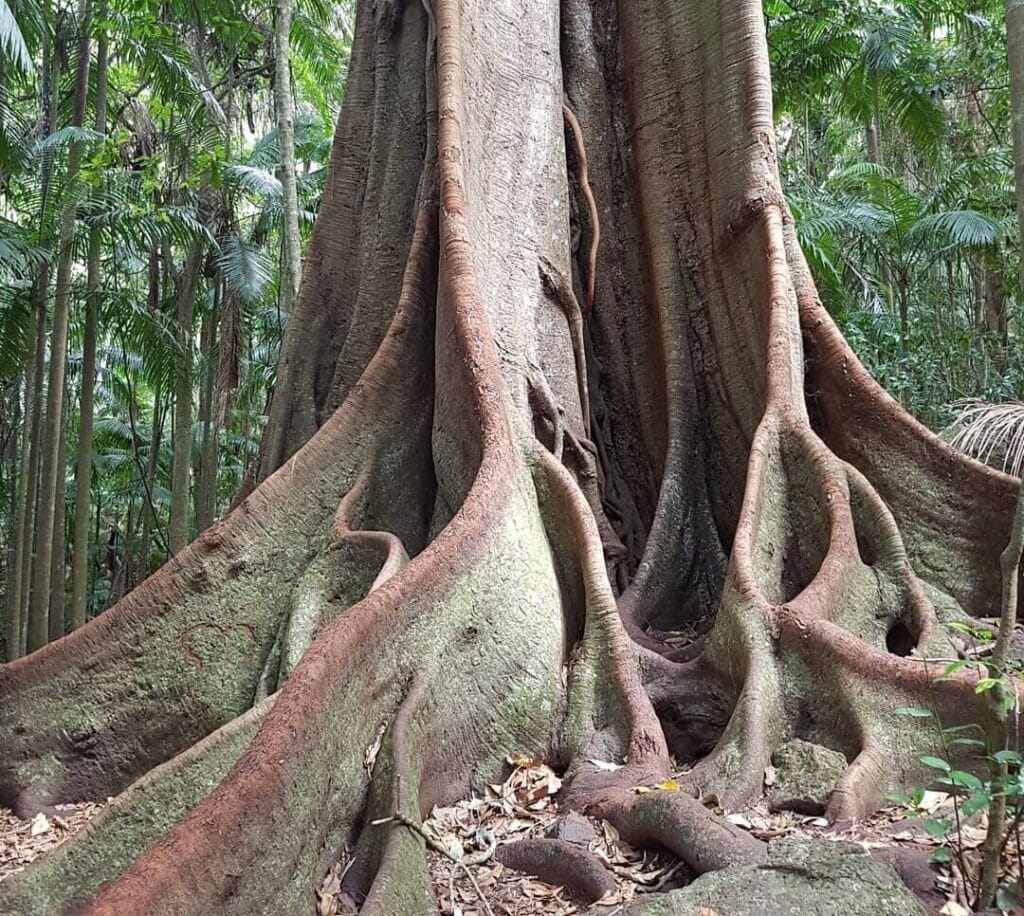 Witches Falls trees