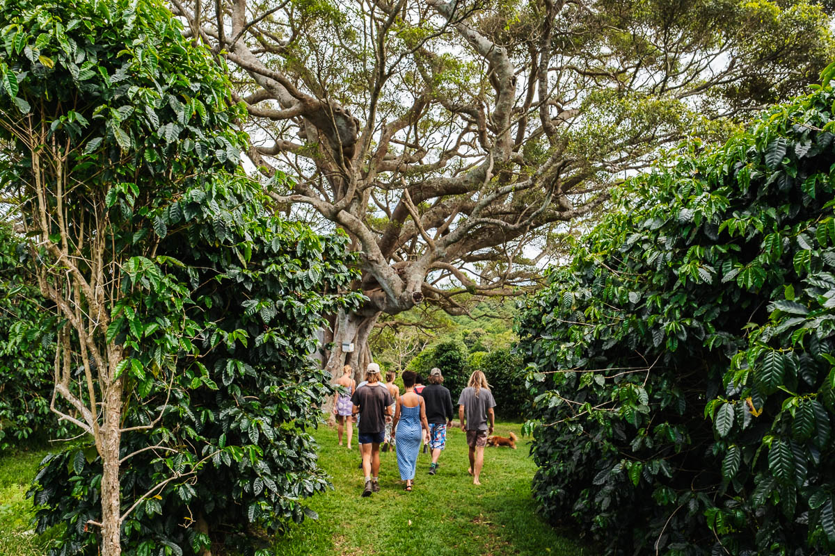 Zentveld's coffee farm in the Byron Hinterlands