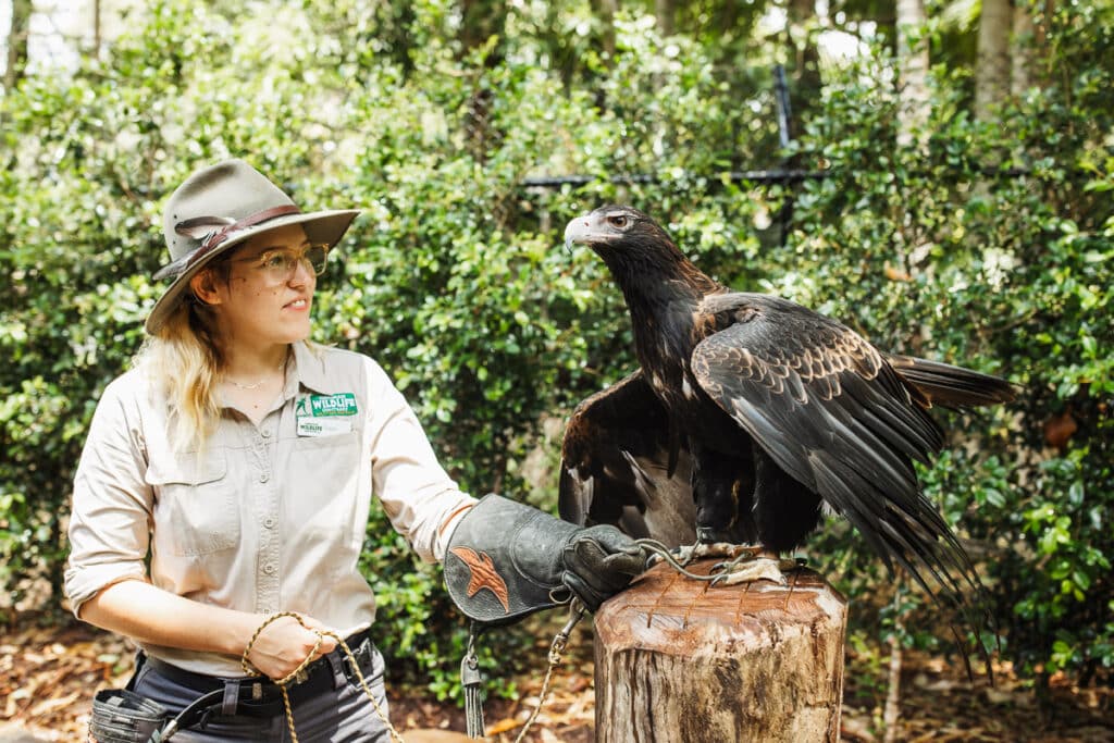 currumbin zoo experience