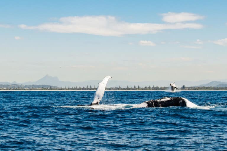 ICA conference 2024 whale watching