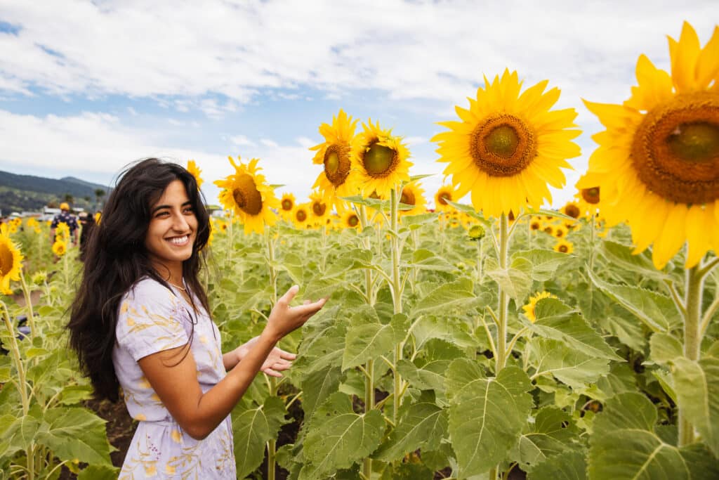 Sunflower field Scenic Rim