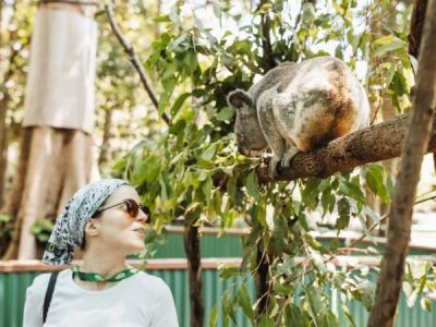 zonta koala tour