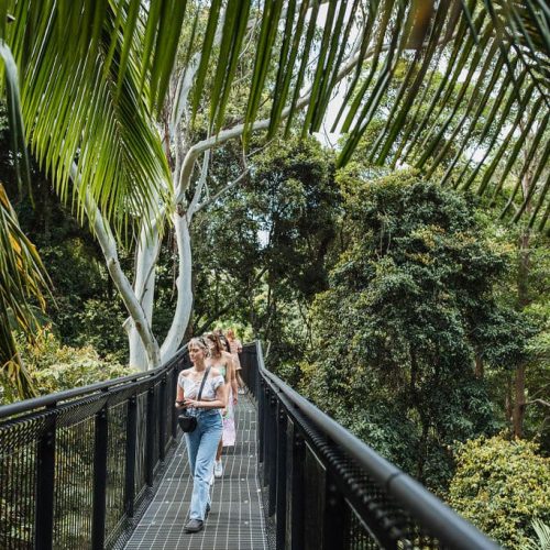 tamborine rainforest skywalk