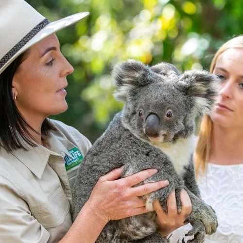 zonta convention koala tour