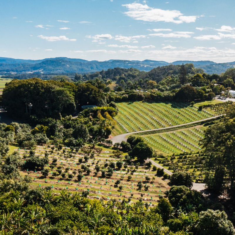 LongLunchintheOrchards-50