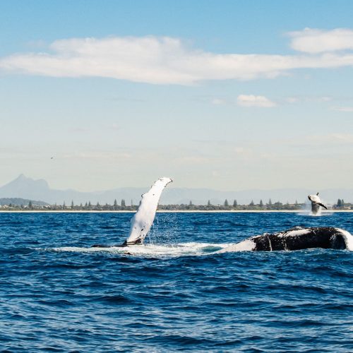 Swim-with-Humpback-Whales-9