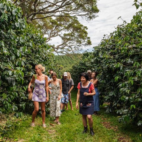 byron hinterland public tour